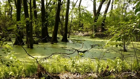 Swamp covered with vegetation Stock Footage 72948813