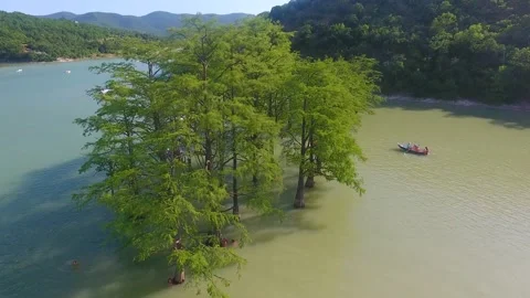 Swamp cypress in environment Boats float Lake Sukko, trees taxodium deciduous Stock Footage 158682828