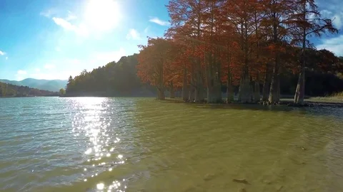 Swamp cypresses on lake Vídeo Stock 71798239