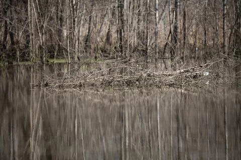 Swamp Dam Stock Photos