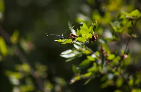 Swamp Darner Dragonfly Stock Photos