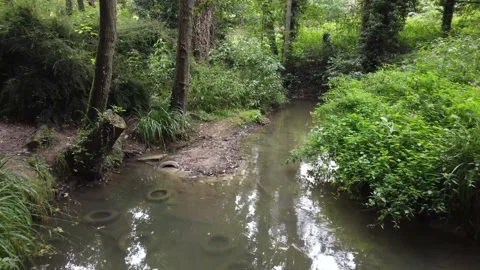 Swamp Daytime 4k Stock Footage 161125943