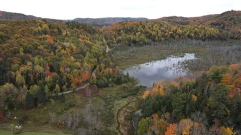 Swamp with dead trees surrounded by a vibrant autumn forest Stock Photos