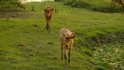 Swamp deer Stock Footage 330739320