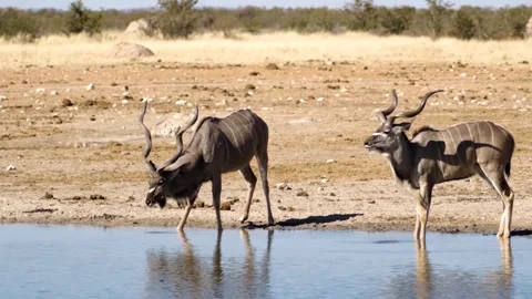 Swamp deer forest Video stock 271347361