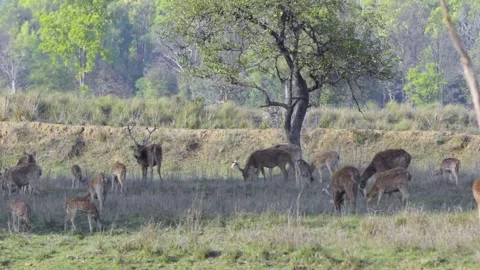 Swamp Deer Herd grazing in the fields of Kanha National Park Stock Footage 145245397