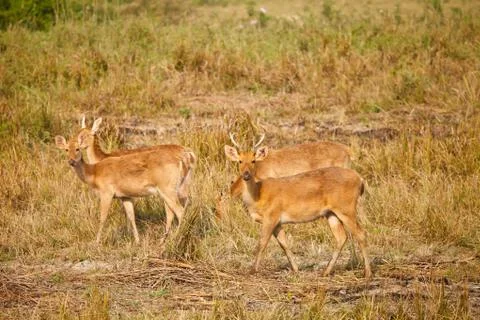 Swamp deer Stock Photos