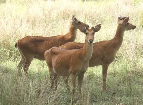 Swamp deer Stock Photos