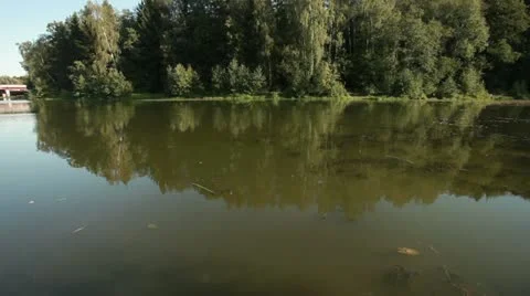 Swamp dog 1 Stockbeeldmateriaal 20514468