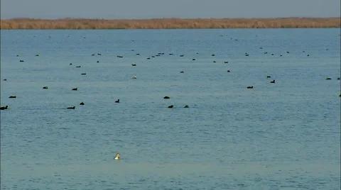 Swamp, Duck Video stock 60589779