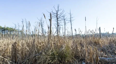 Swamp during Winter, Day to Night Stock Footage 68854977