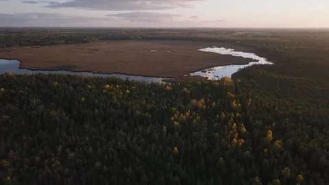 Swamp in the evening Stock Footage 288034906