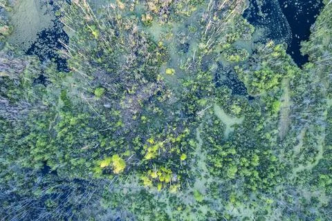 Swamp with fallen trees top down aerial view Stock Photos