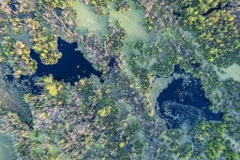 Swamp with fallen trees top down aerial view Stock Photos