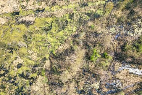 Swamp with fallen trees top down aerial view Stock Photos