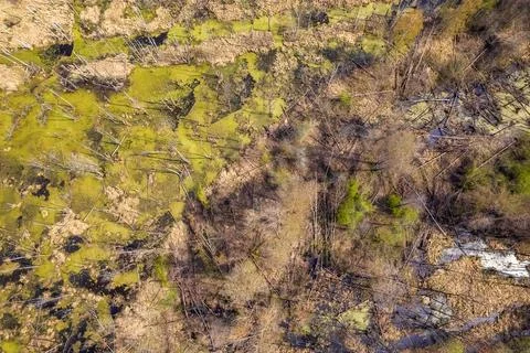 Swamp with fallen trees top down aerial view Stock Photos