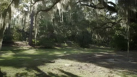 Swamp Field Time-lapse Stock Footage 203970505