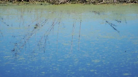 Swamp Fish Jump Stock Footage 84347887