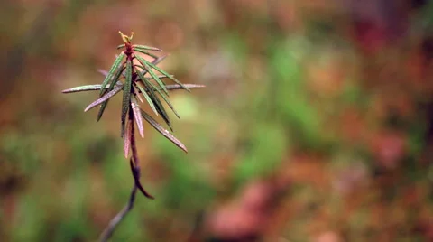 Swamp flora Stock Footage 49610828