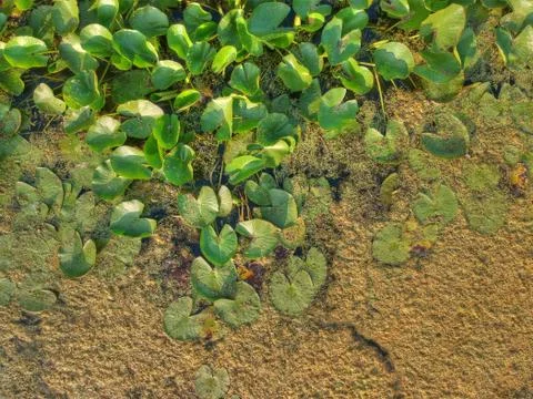 Swamp flora texture Foto stock