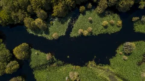 Swamp in Florida Stock Photos