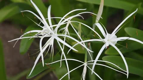 Swamp flower Stock Footage 20456350