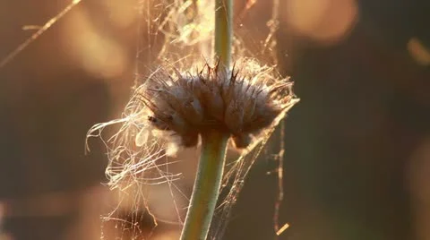 Swamp flower Stock Footage 21243313