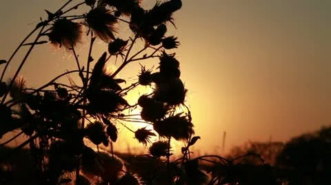 Swamp flower Stock Footage 21243655