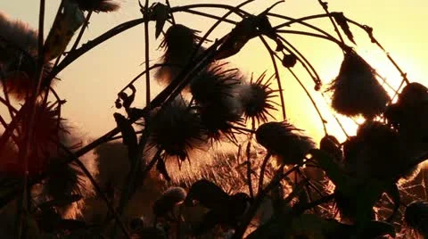 Swamp flower Stock Footage 21243748
