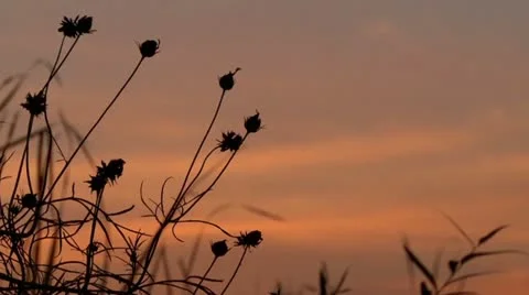Swamp flower Stock Footage 21256419