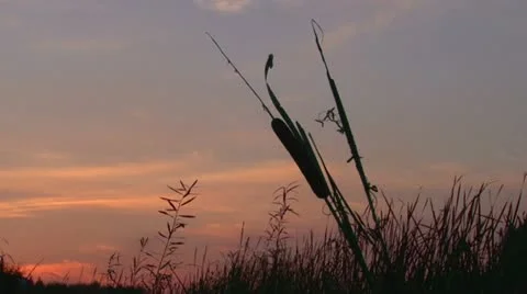 Swamp flower Stock Footage 21256513