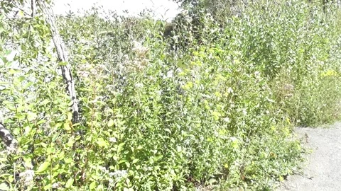 Swamp flowers in the wind Stock Footage 344308450