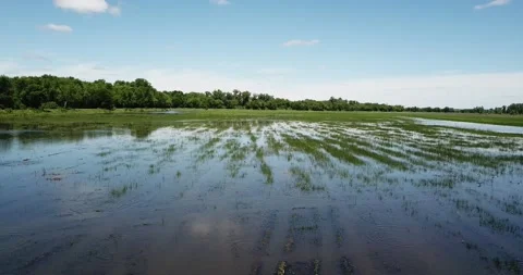 Swamp Flyover Video stock 154909511