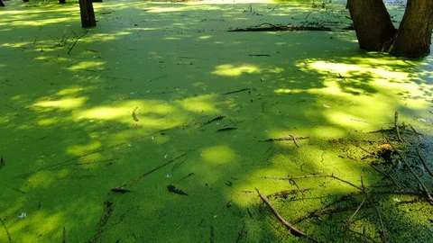 Swamp flythrough Stock Footage 115077583