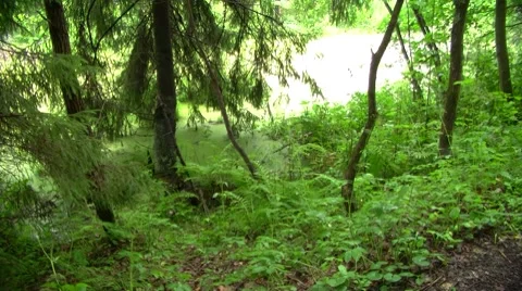 Swamp Stock Footage 7761347