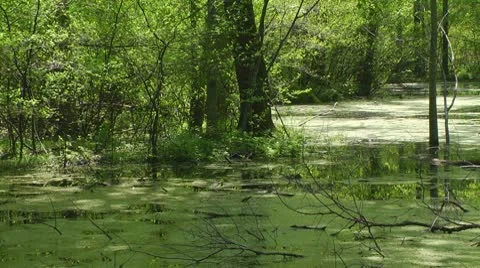 Swamp Stock Footage 10588429