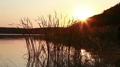 Swamp Stock Footage 21266896