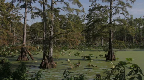 Swamp Stock Footage 29666853