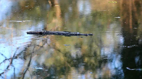 Swamp Stock Footage 31749041