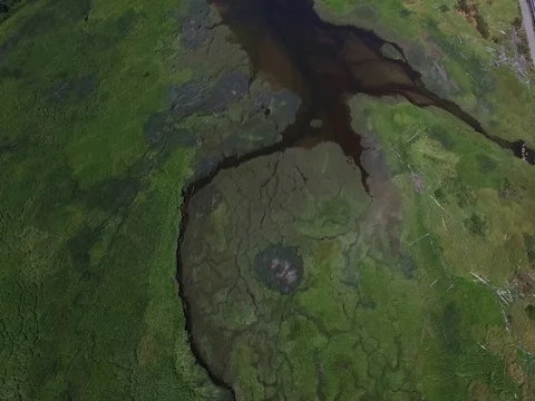 Swamp Stock Footage