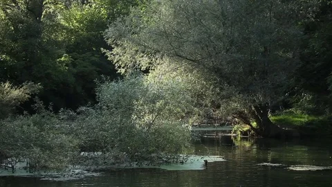 Swamp Video stock 79676531