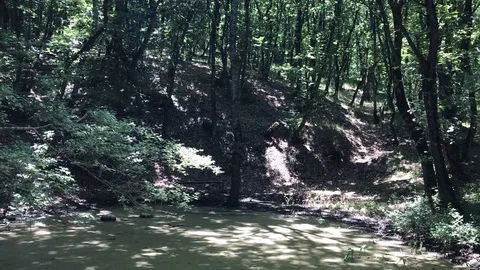 Swamp Stock Footage 80505598