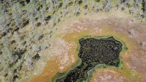 Swamp 動画素材 119729635