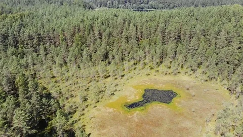 Swamp 動画素材 119729669