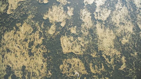 Swamp Stock Footage 122334753