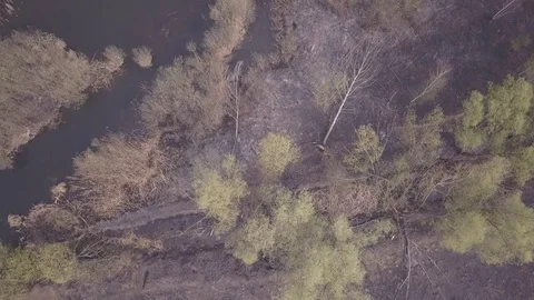 Swamp Stock Footage 128827092