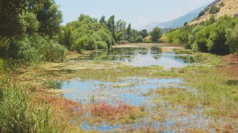 Swamp Stock Footage 143259770