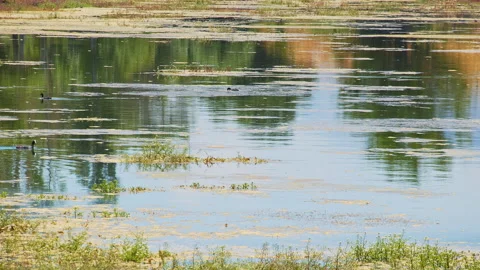 Swamp Stock Footage 143263575