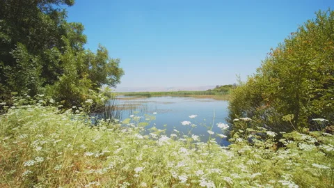 Swamp Stock Footage 143272260