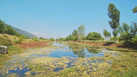 Swamp Stock Footage 143276703